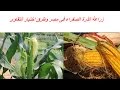 زراعة الذرة الصفراء فى مصر وطرق اختيار التقاوى
