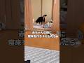 赤ちゃんの隣に寝床作ろうとしたけど何事も無かったかのようにこちらをチラ見しながらその場から離れていった #黒柴 #柴犬 #赤ちゃん #shorts
