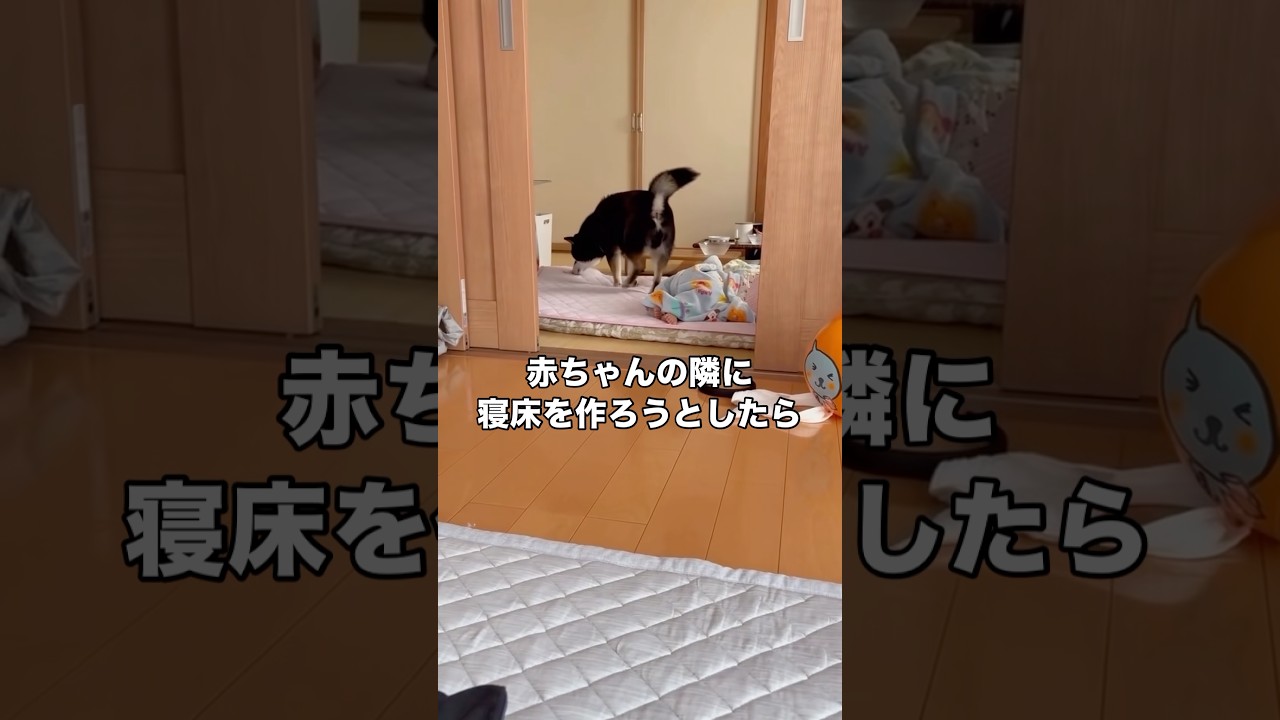 赤ちゃんの隣に寝床作ろうとしたけど何事も無かったかのようにこちらをチラ見しながらその場から離れていった #黒柴 #柴犬 #赤ちゃん #shorts
