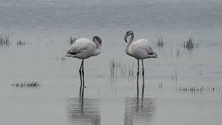 Flamingo's in omgeving Mussenbaan van De Groote Peel te Ospel