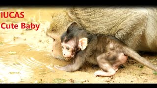 Good baby Lucas learn how to drink water on pond/ Lucas intelligent baby monkeys