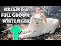 Walking My Tiger Brother | Myrtle Beach Safari