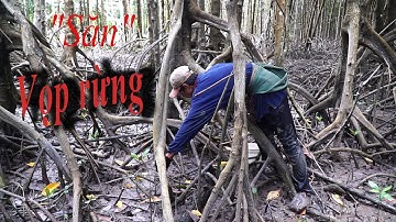 Bắt vọp rừng trong rừng đước Cà Mau #tintuc #Tin tức Cà Mau#  Mưu sinh trong rừng...