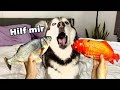 Meeka, der Husky, rastet wegen dem zappelnden Fisch komplett aus!