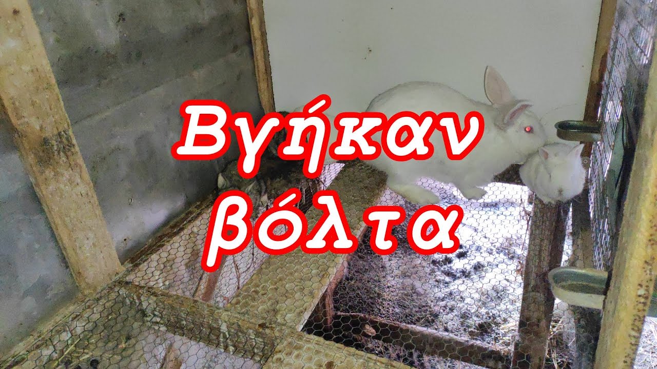 Βγήκαν βόλτα | #farmajimcott #greek #farma #greece #world #rabbit # ...