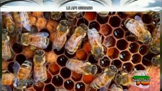 Medicina Amica: le api curano - 31.05.2016