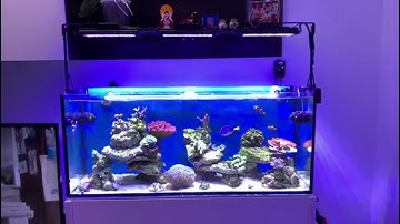 PopBloom Smart Aquarium Led Light
