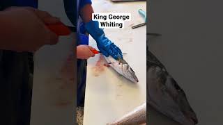 Exquisite Filleting Mastering The Art Of King George Whiting By An Ex-Jp Chef