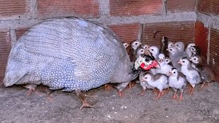 angola com filhotes, final da postura e colocando galinha pra chocar