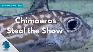 Windows to the Deep: Chimaeras Steal the Show