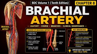 BDC Volume 1 ( Tenth Edition ) Chapter 8 Brachial Artery