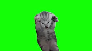 Dramatic Kitten/Screaming Cat Meme (Green Screen)