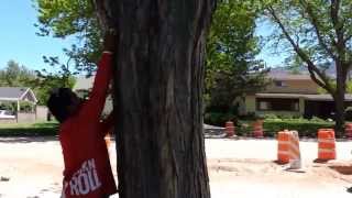 Super Nova Tree Climbing Dog