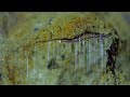 Glow Worms Trap Insects With Bioluminescent 'Fishing Lines'🪱 Into The Wild New Zealand | Smithsonian