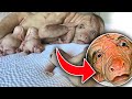 10 Most Shocking Animal Mutations