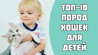 ТОП-10 пород кошек для детей