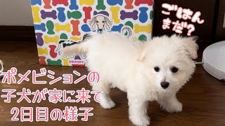 【子犬お迎え】食欲旺盛！生後2ヶ月の赤ちゃん犬のごはんちょうだいが可愛い