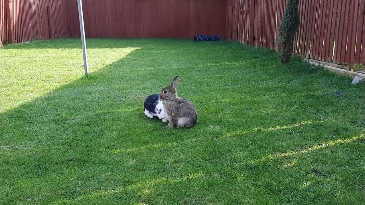 Bunny Rabbits Cleaning Themselves and Eating Fresh Grass 🐇🐇 YouTube