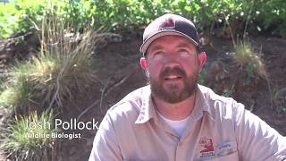 Utah Wildlife Migration Initiative: Southern Utah Doe