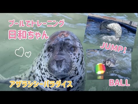 ♦イルカのパラダイス♦1点物 🐻🐻🐻 1t級のトドが目の前にやってきた感動✨ 今も忘れない
