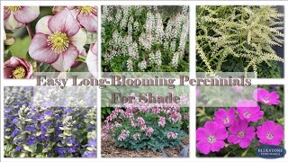 Easy Long-Blooming Perennials for Shade