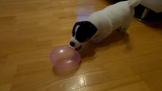 Jack Russell Terrier, first puppies touch with ballon by MilaJRT 172,416 views 4 years ago 58 seconds