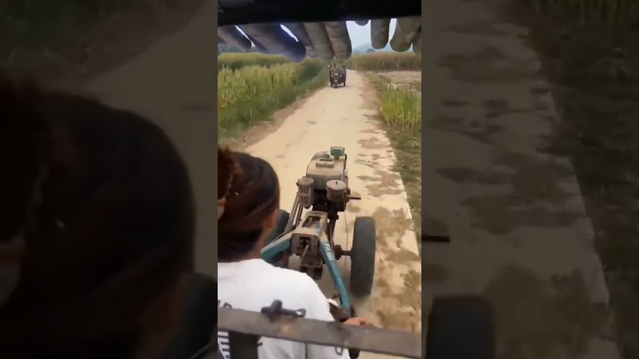 A beautiful woman driving a tractor and pulling bamboo hair is really amazing!This bamboo car has AI