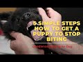 5 Simple Steps How to Get a Puppy to Stop Biting - Obedience Training for Dog