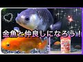 【アクアリウム】金魚と仲良しになろう！家族で楽しめるエサを紹介します！（GEX なかよし スティックフード】【金魚】