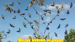 cara bikin pulut burung super lengket lihat hasil nya panen burung