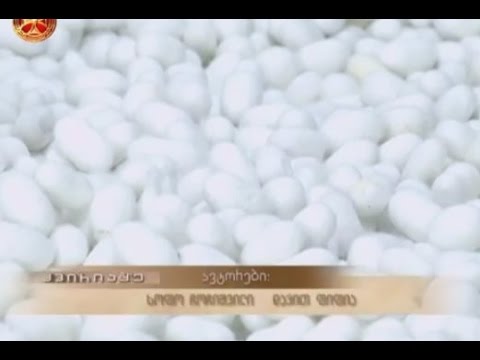 ქართული მეაბრეშუმეობის მომავალი