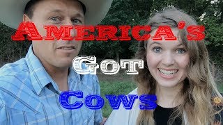 America's Got Cows