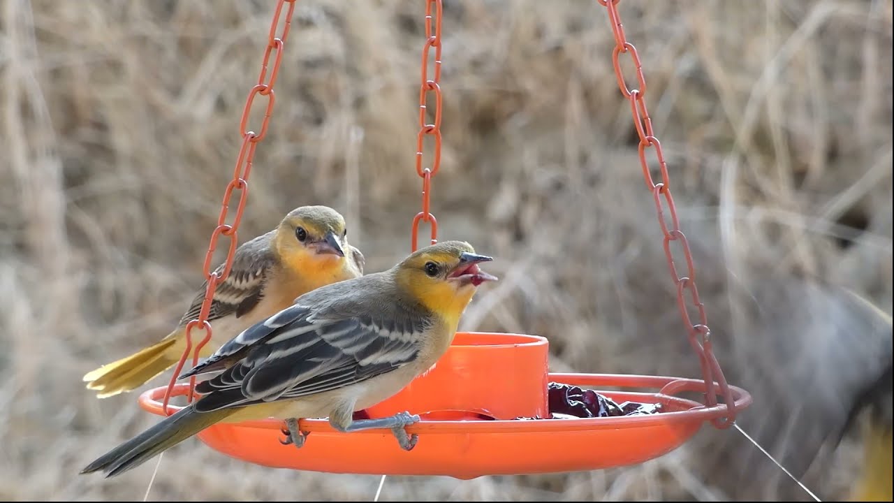 Babies & More Babies! Bullock's Oriole, Black-headed Grosbeak - Morning