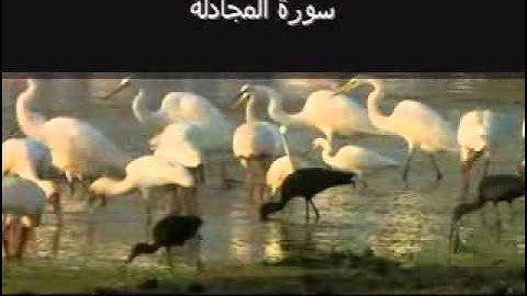 Surat Al Mujadilah (The Pleading Woman) سورة المجادلة‎