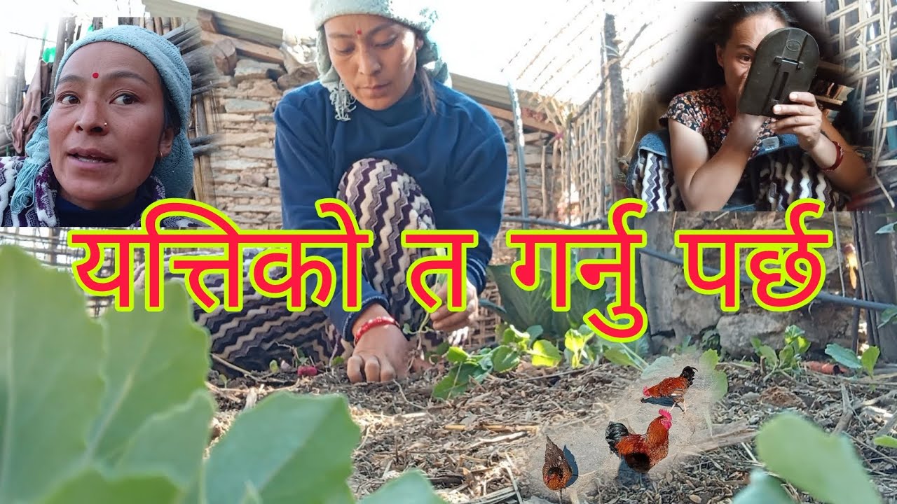 बारितिर के के रोप्दै छुत ?अनि आफ्नो लगिनी केही त गर्नु मन लाग्यो🤗 # gaulejiban # villagelifevlog 🏡🇳🇵