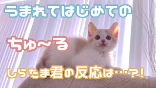 ちゅ~るを初めて食べたしらたま君の反応はいかに？！ by 今日のしらたまたち 37,489 views 1 year ago 4 minutes, 9 seconds