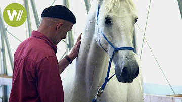 Was stärkt die Bindung zwischen Pferd und Mensch?