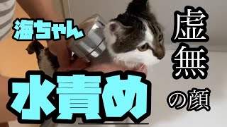 1歳の誕生日前に猫シャンされる子猫（海ちゃん編） by うみとそら 253 views 1 year ago 11 minutes, 49 seconds