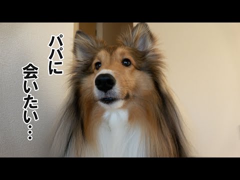 休日の朝は早くパパに会いたくて勝手に２階にいってしまう犬【シェルティちょこ】