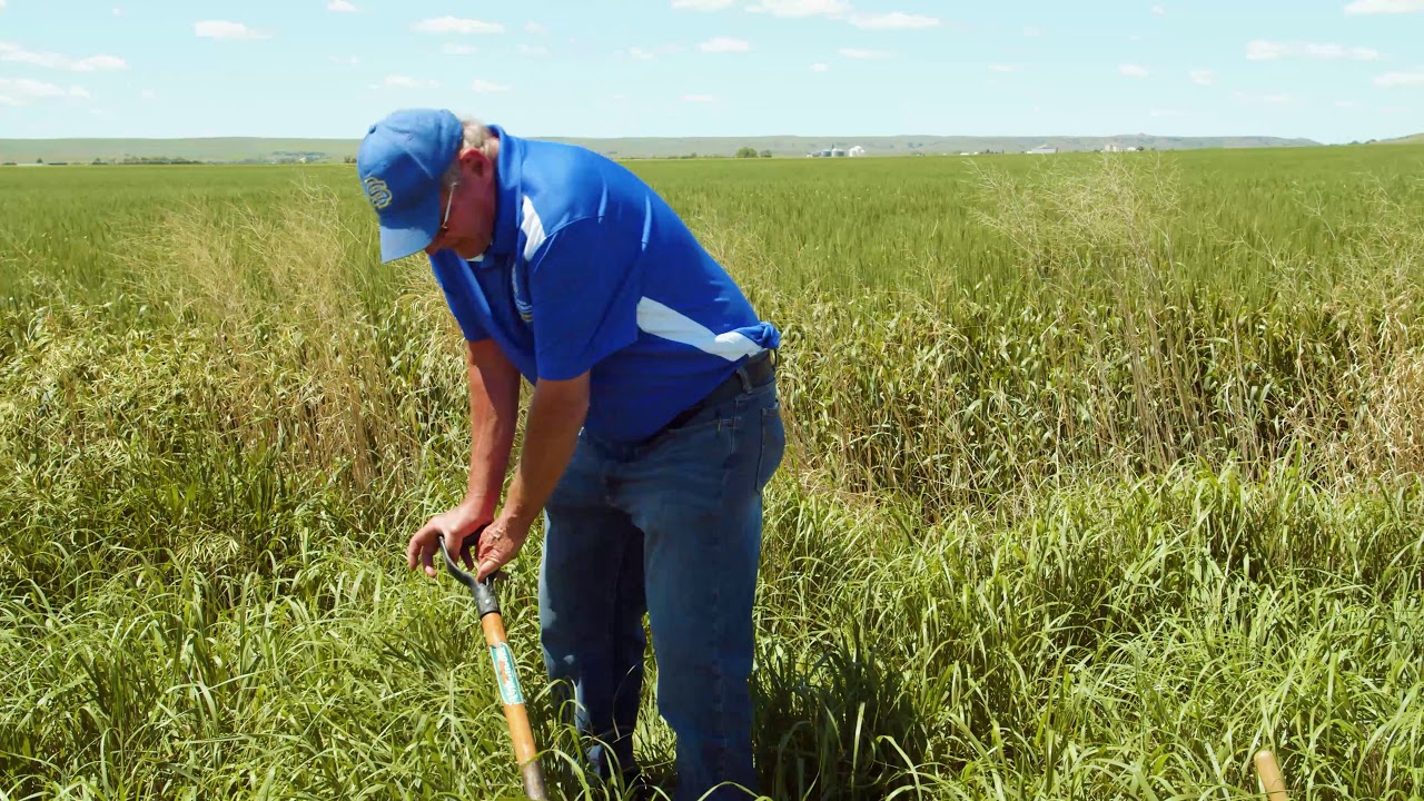 Soil Health Demonstrated in Well-Developed Soil Planted to Native Prairie Grasses