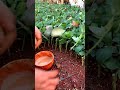 الزراعه في المشاتل 