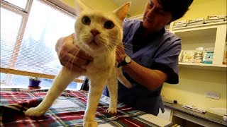 Spin the cat on his first visit to the CatsOnly@BrayVet by Pete the Vet 189 views 10 years ago 4 minutes, 58 seconds