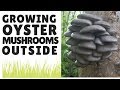 Growing Oyster Mushrooms Outside