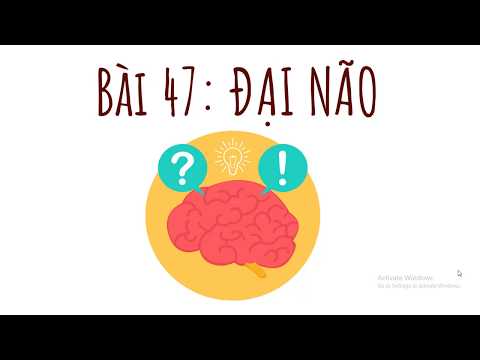 Video Sinh học 8 - Bài 47 - Đại não - youtube