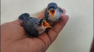 masih anakan suaranya sudah tajam/ anakan rambatan paruh merah