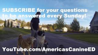 Americas Canine Educator to answer all DOG QUESTIONS!