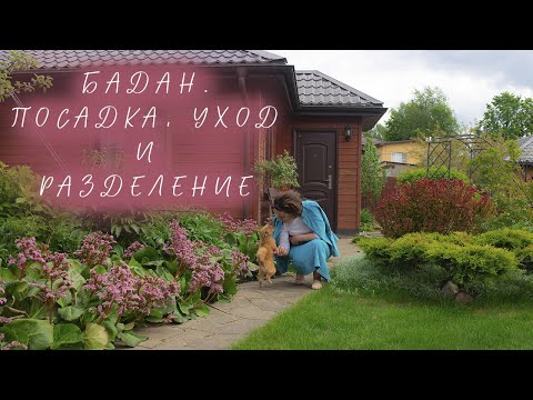 Video: Ligularia деген эмне - Ragwort өсүмдүктөрүн кантип өстүрүү керек