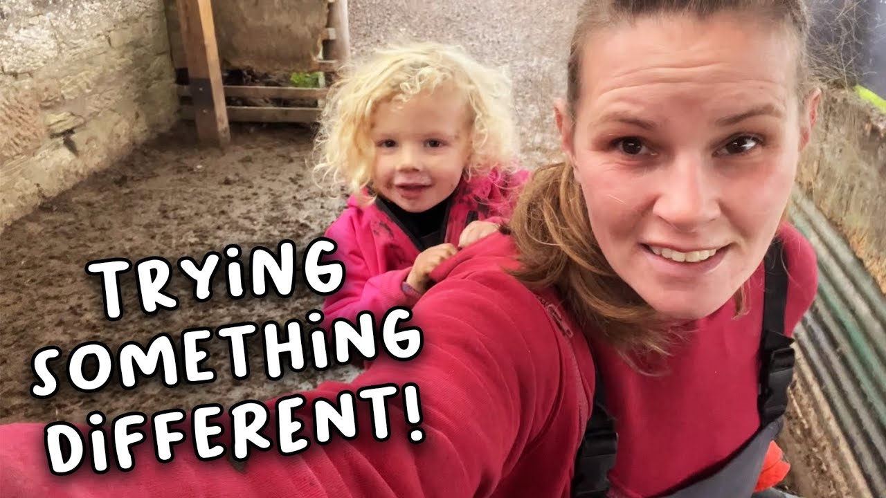Finish tidying up and lambs through the foot bath