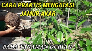 CARA PRAKTIS MENGATASI JAMUR AKAR TANAMAN DURIAN Resimi