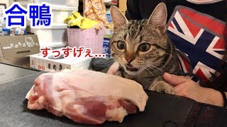 猫に初めて巨大な合鴨肉をあげるとこうなりますｗ
